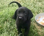 Small Photo #2 Labrador Retriever Puppy For Sale in GERMANTOWN, IL, USA