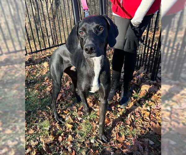 Medium Photo #1 Greyhound Puppy For Sale in Cherry Hill, NJ, USA