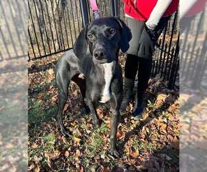 Greyhound Dogs for adoption in Cherry Hill, NJ, USA