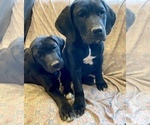 Small Photo #2 American Bandogge mastiff Puppy For Sale in FORT GARLAND, CO, USA