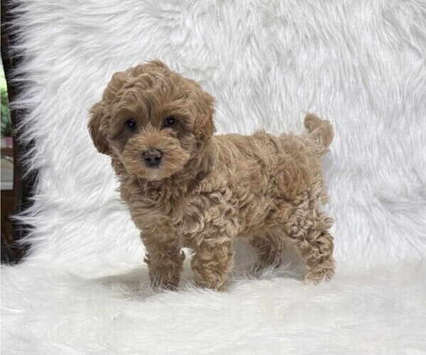 Medium Photo #1 Goldendoodle (Miniature) Puppy For Sale in WITHEE, WI, USA