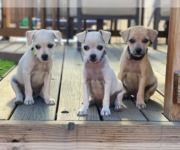 Medium Photo #6 Chihuahua-Unknown Mix Puppy For Sale in Oakley , CA, USA