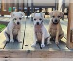 Small #5 Chihuahua Mix