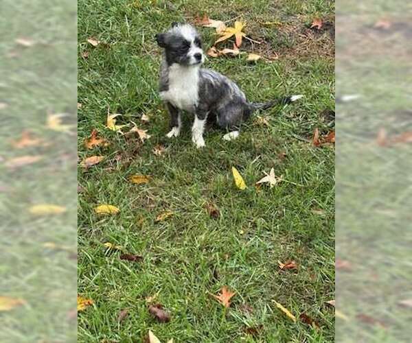 Medium Photo #3 Pekingese-Unknown Mix Puppy For Sale in Westwood, NJ, USA
