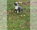Small #2 Pekingese Mix