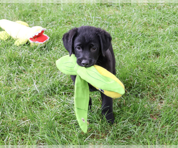 Medium Photo #5 Labrador Retriever Puppy For Sale in SYRACUSE, IN, USA