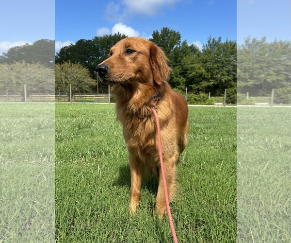 Medium Photo #4 Golden Retriever Puppy For Sale in Pacolet, SC, USA