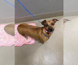 Chihuahua-Unknown Mix Dogs for adoption in Las Vegas, NV, USA