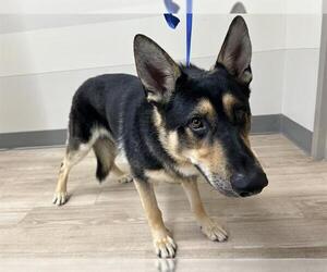 German Shepherd Dog Dogs for adoption in Pearland, TX, USA
