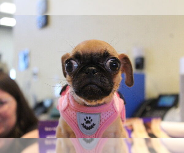 Medium Photo #2 Chug Puppy For Sale in Chestertown, MD, USA