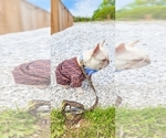 Small Photo #4 French Bulldog Puppy For Sale in ADAMS, TN, USA