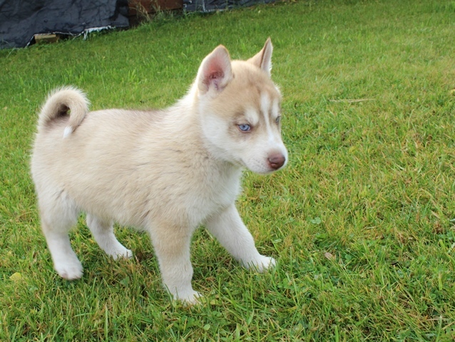 View Ad: Siberian Husky Puppy for Sale near Washington, TACOMA, USA ...