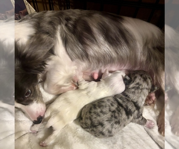 Medium Photo #1 Chiweenie Puppy For Sale in BURLINGTON TOWNSHIP, PA, USA