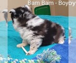 Small Photo #4 Pomsky Puppy For Sale in SEBRING, FL, USA