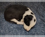 Small Photo #209 Border Collie Puppy For Sale in NORBORNE, MO, USA