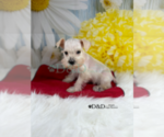 Small Photo #8 Schnauzer (Miniature) Puppy For Sale in RIPLEY, MS, USA