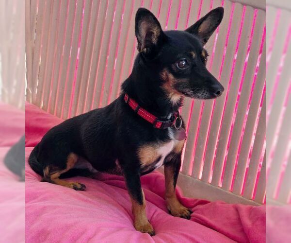 Medium Photo #3 Doxie-Pin Puppy For Sale in Tustin, CA, USA