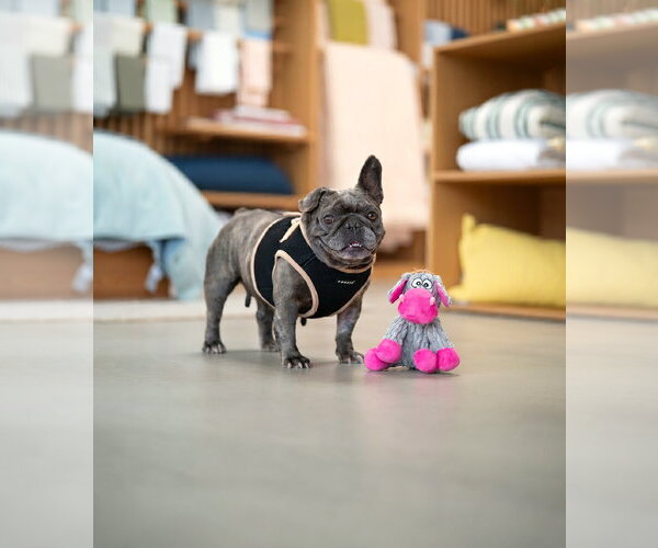 Medium Photo #1 French Bulldog Puppy For Sale in Marina Del Rey, CA, USA