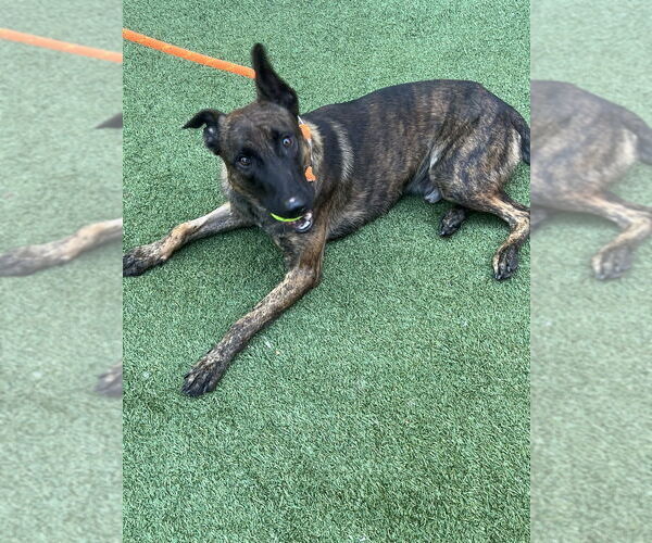 Medium Photo #3 - Mix Puppy For Sale in Imlay City, MI, USA