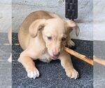 Small #5 Chiweenie