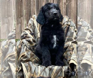 Aussiedoodle Puppy for sale in ELKIN, NC, USA