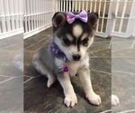 Small Photo #1 Alaskan Klee Kai Puppy For Sale in WINCHESTER, OH, USA