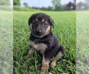 German Shepherd Dog Puppy for sale in WOODBURN, KY, USA