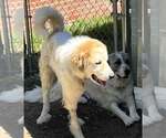 Small #4 Great Pyrenees Mix