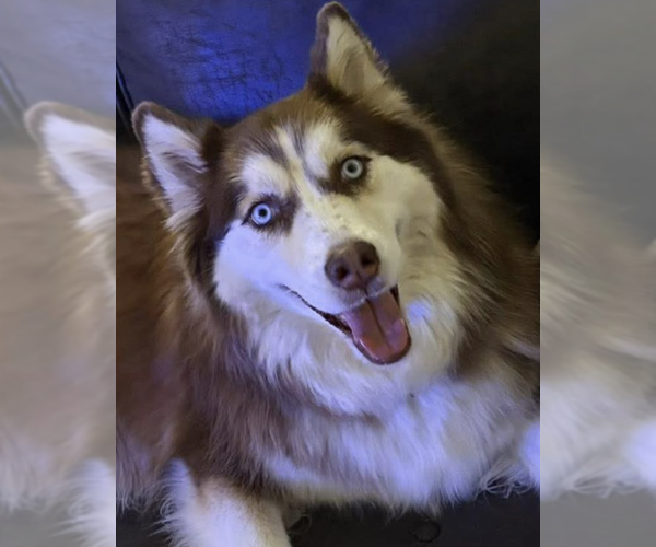 Medium Photo #4 Siberian Husky Puppy For Sale in Carrollton, TX, USA