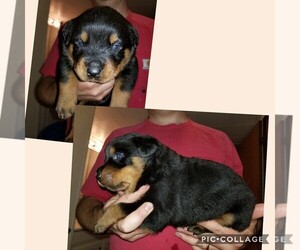 Rottweiler Puppy for sale in WINCHESTER, KY, USA