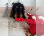 Small #1 Dachshund