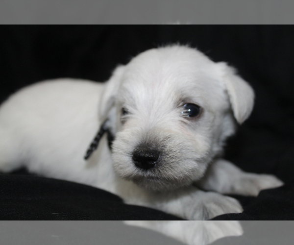 Medium Photo #4 Schnauzer (Miniature) Puppy For Sale in BROOKSVILLE, FL, USA