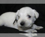 Small #3 Schnauzer (Miniature)