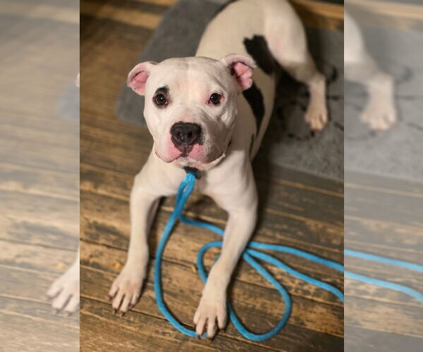 Medium Photo #5 Mutt Puppy For Sale in New London, WI, USA