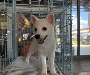 Pomsky Puppy for sale in WEBSTER, FL, USA