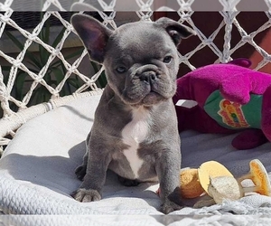 French Bulldog Puppy for sale in CLINTON, NJ, USA