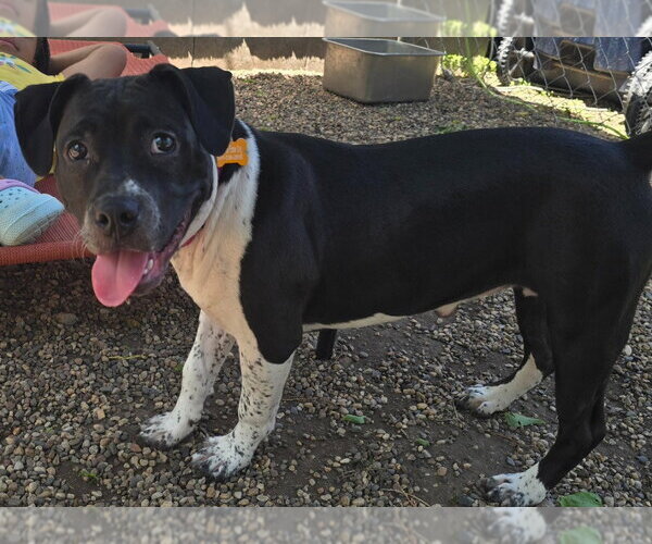 Medium Photo #2 Mutt Puppy For Sale in Minneapolis, MN, USA