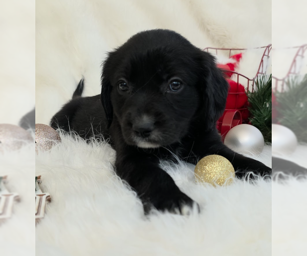 Medium Photo #1 Mutt Puppy For Sale in Brooklyn, NY, USA