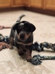 Small Photo #29 Australian Cattle Dog Puppy For Sale in PAHRUMP, NV, USA