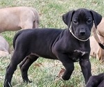 Puppy 5 Great Dane