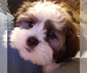 Zuchon Puppy for sale in APPLETON, WI, USA