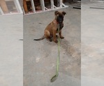 Small Photo #6 Belgian Malinois Puppy For Sale in BOLIVAR, MO, USA