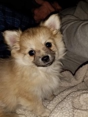 Chiranian Puppy for sale in OSTRANDER, OH, USA