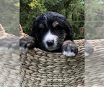 Small Photo #2 Bernedoodle Puppy For Sale in STEWARTSVILLE, NJ, USA