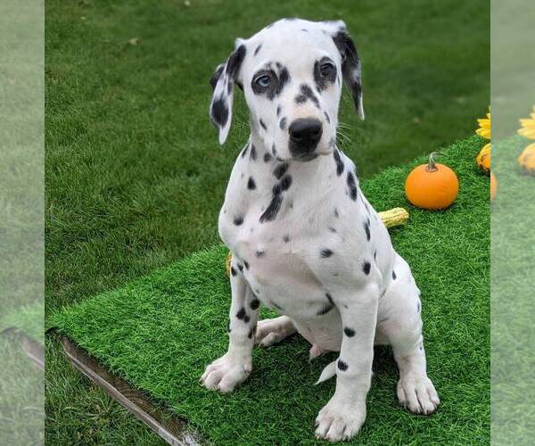 Medium Photo #3 Dalmatian Puppy For Sale in ARTHUR, IL, USA