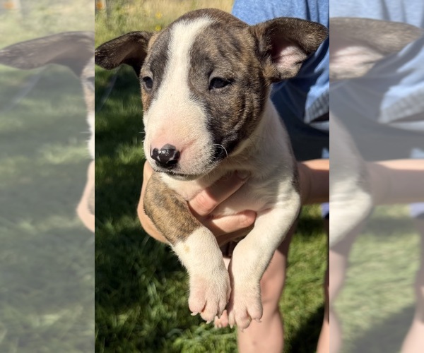 Medium Photo #2 Bull Terrier Puppy For Sale in RICHLAND, OR, USA