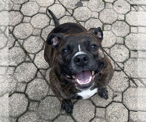 Izzy - Female Boxer-Unknown Mix Dog for Adoption - Photo #4