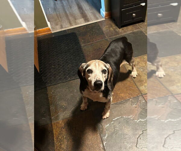 Medium Photo #3 Beagle-Unknown Mix Puppy For Sale in Springdale, PA, USA