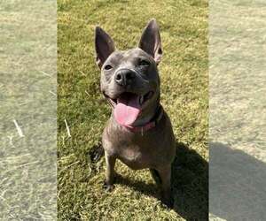 Mutt Dogs for adoption in Greenville, SC, USA