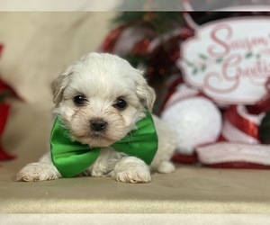 Coton de Tulear Puppy for sale in LANCASTER, PA, USA